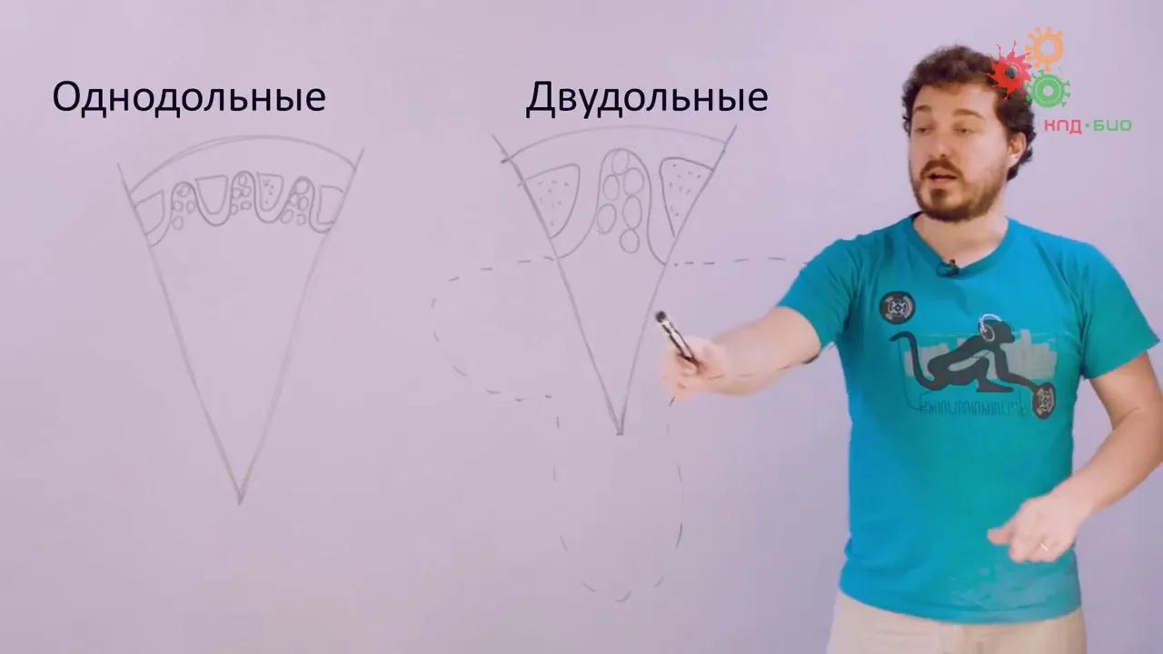 Анатомия растений. Корень (Вислобоков Н. А.)