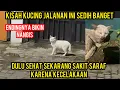 Lagu Kisah Kucing Jalanan Sakit Saraf Karena Kecelakaan Di Jalan..‼️