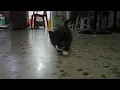 Domestic Short Hair Kitten For Adoption - 2 Months Nagacuga from Shah Alam Selangor