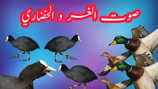 Eurasian Coot Mallard Shoveler And Teal Mix Sound صوت الغر والخضاري 
