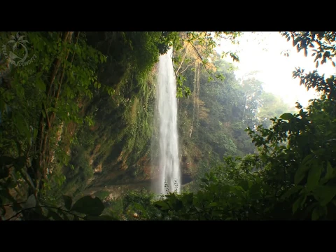 Download MP3 🐦 Waterfall Scenery in Tropical Rainforest with the Sound of Falling Water and Singing Jungle Birds