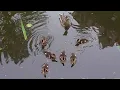 Ducklings, Botany Pond 5:21:2012.MOV