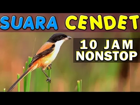 Download MP3 10 JAM NONSTOP - SUARA KICAU CENDET - PENTET -  BENTET- LANIUS SCHACH - GACOR