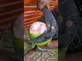 Download Lagu Rose colour coconut#shorts#youtube#shortsvideo#amazing#trending#video#coconut#food#youtubeshorts