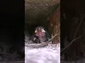 Download Lagu Suara Anak Burung | Induk Burung Pergi Mencari Makanan 😥