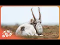 Download Lagu Unique Wildlife In The Wildest Place On Earth | 4K