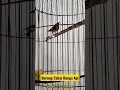 Burung Cabai Bunga Api Si Kecil Bersuara Pedas