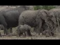 Download Lagu Baby Elephant Walk Song