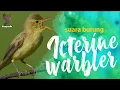Download Lagu Masteran Icterine Warbler | Icterine Warbler gacor Suara Unik Cocok Untuk Masteran Burung Lomba