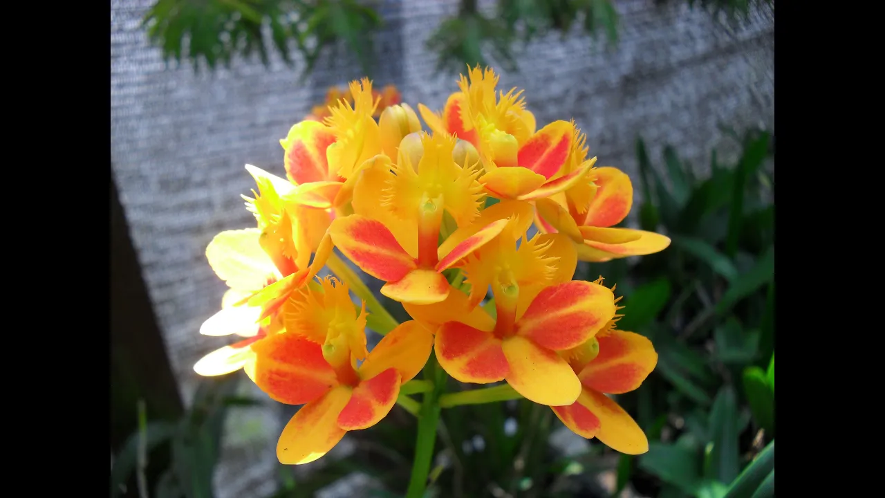 CÓMO CULTIVAR ORQUÍDEAS TVAGRO POR JUAN GONZALO ANGEL