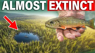 I Fished For America's Rarest Trout Hiding In Tiny Ponds