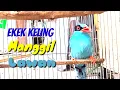 Download Lagu Burung EKEK KELING Gacor Panjang Manggil Lawan