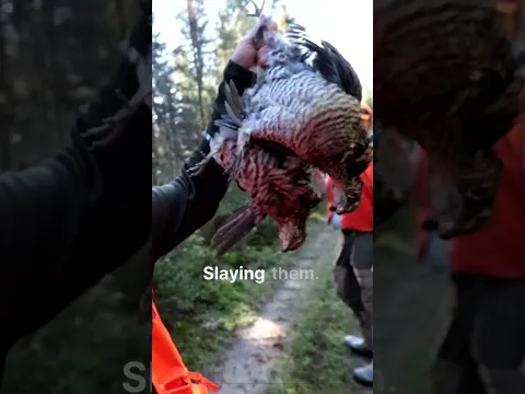 This wild bird EVERYONE loves to eat!