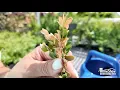 Diagnose Treat Boxwood Root Rot Your Essential Guide