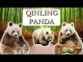Get to know the Rare and Rascinating Qinling Pandas Brown Pandas Curiosities Abilities and Life