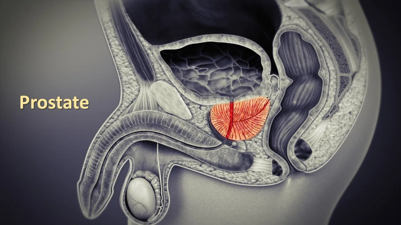 Dr. Ebraheim's educational animated video describes neurological examination of the lumbar spine ner. 
