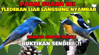 suara pikat semua jenis burung tledekan ribut paling ampuh anakdesakicau anakdesakicau