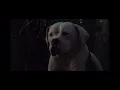 Download Lagu homeward bound the incredible journey shadow being wise ￼