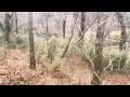 Springfield TN Hunt