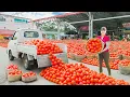 Lagu Rewind Timelapse: Harvest Persimmons Fruit by 3-Wheeled Truck - How to Buy Baby Wild Boars To Raise