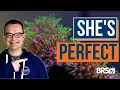 Matthew s Coral Picks for Reef Tank Beginners EP 43a