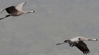 صوت الغرنوق الكرك  للصيد     دندنها