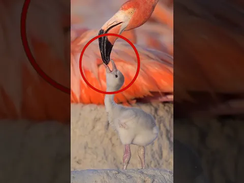 3 Animales que Alimentan a sus Crías de Formas Tan Extrañas que Parecen Falsas 😱 (Parte 3)