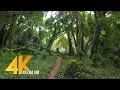 Download Lagu Virtual Walk through a Tropical Forest - 4K Virtual Hike with Nature Sounds
