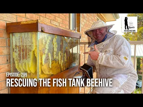 Download MP3 Saving The Fish Tank Beehive: Transferring To A Flow Hive | The Bush Bee Man