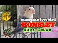 Download Lagu MASTERAN LOVEBIRD KONSLET  | NADA LELAH | TERBARU 2023