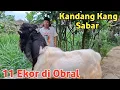 Download Lagu 11 EKOR KAMBING KANG SABAR DI OBRAL