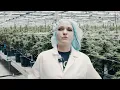 Trulieve Seed Origins Roll One C99 - Camp Verde AZ