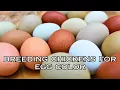 Breeding Chickens for Egg Color FOR BEGINNERS