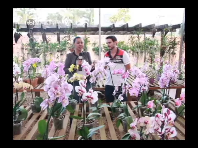 MINHA TERRA MINHA VIDA MOSTRA COMO CUIDAR DE SUAS ORQUÍDEAS