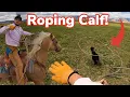 Rescuing Lost Calf