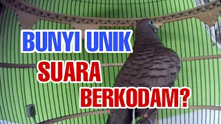 bunyi burung perkutut lokal gacor suara unik suara burung berkhodam merbok