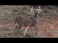 Lagu 30 Bow Hunting Kill Shots (4K Slow Motion)