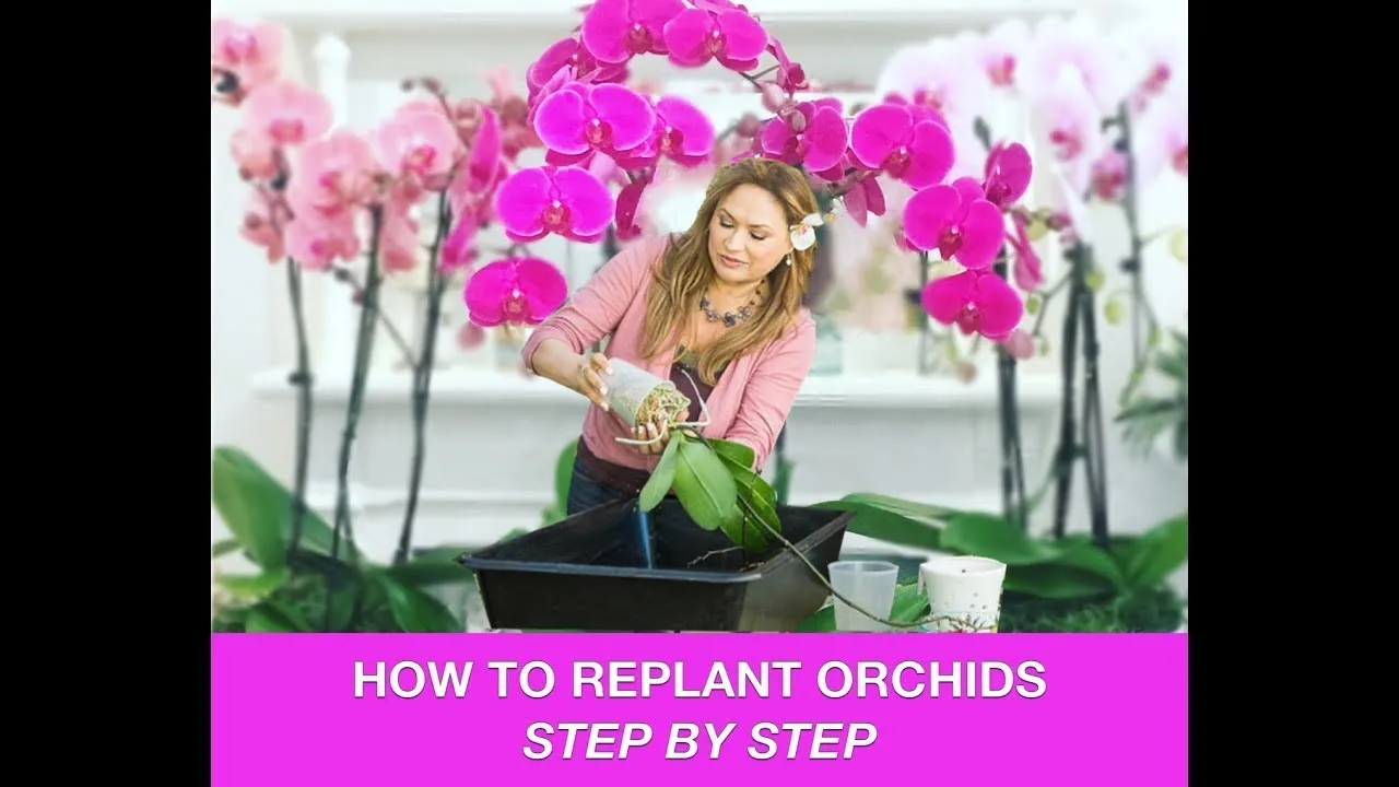 ORCHID CARE REPOTTING ORCHIDS /REPLANTING ORCHIDS SHIRLEY BOVSHOW