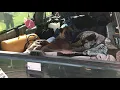 "La Pana", Rescued Dog named after famous "La Carrera Panamericana"  :-)