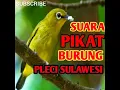 Download Lagu Suara pikat burung pleci sulawesi