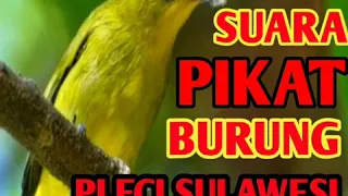 Suara pikat burung pleci sulawesi