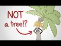We don t know what a tree is and this won t tell you