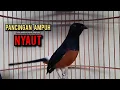 murai batu gacor AMPUH buat PANCINGAN murai batu agar bunyi JADIKAN burung murai gacor NYAUT