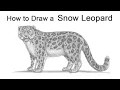 How to Draw a Snow Leopard
