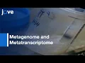Metagenome and Metatranscriptome Sequencing