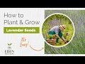 Lavender - How to Grow from Seed