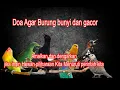Download Lagu Do'a Nabi Sulaiman agar hewan (Burung) menuruti kita dan menjadi gacor pada burung