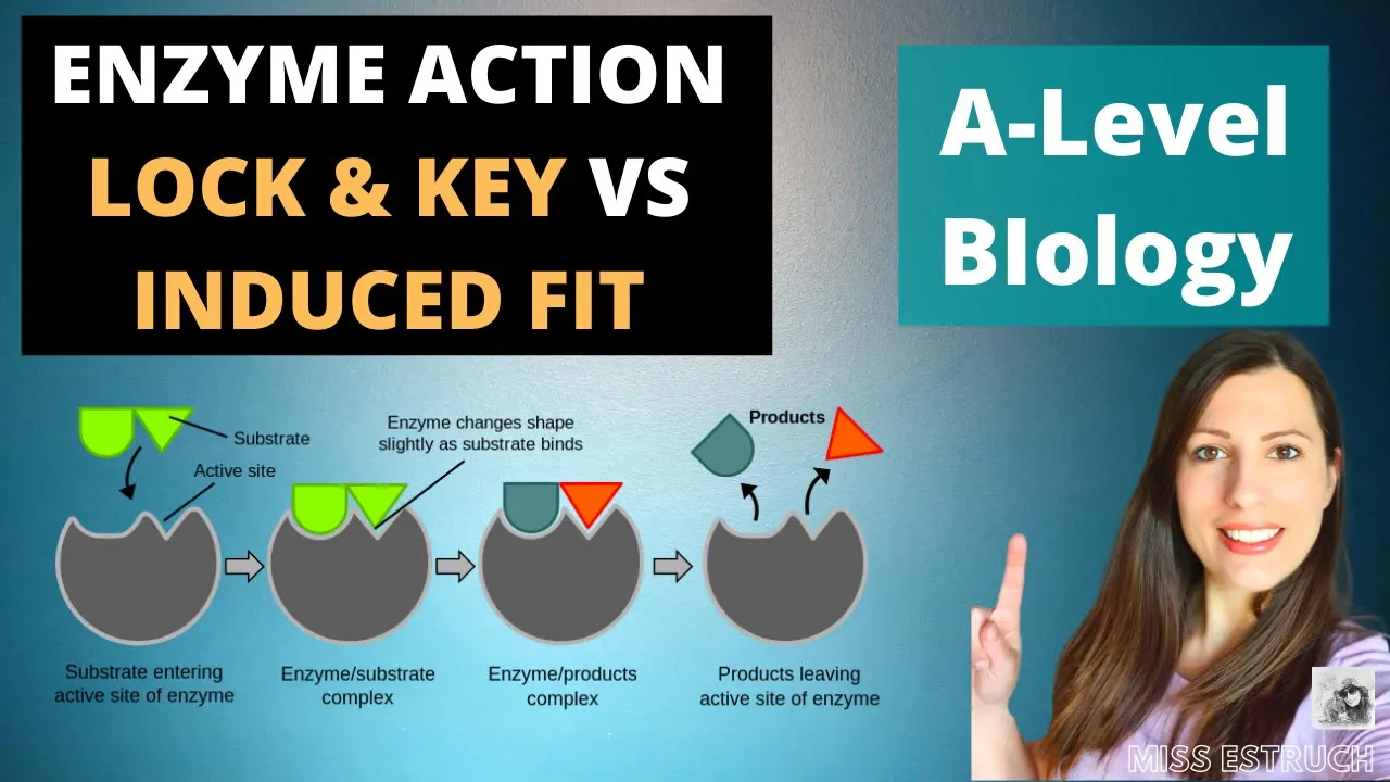 ENZYME ACTION: Lock and key compared to Induced Fit Model in lowering activation energy.