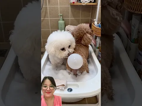 KENTUTNYA JADI GELEMBUNG !!! #pets #funny #shorts #dog