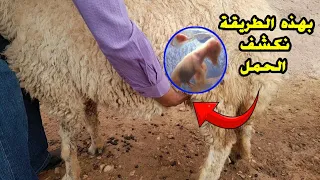 هل تعلم كيف يتم معرفة وكشف الحمل عند الاغنام    شاهد هذه الطرق لتكن خبيرا   دندنها